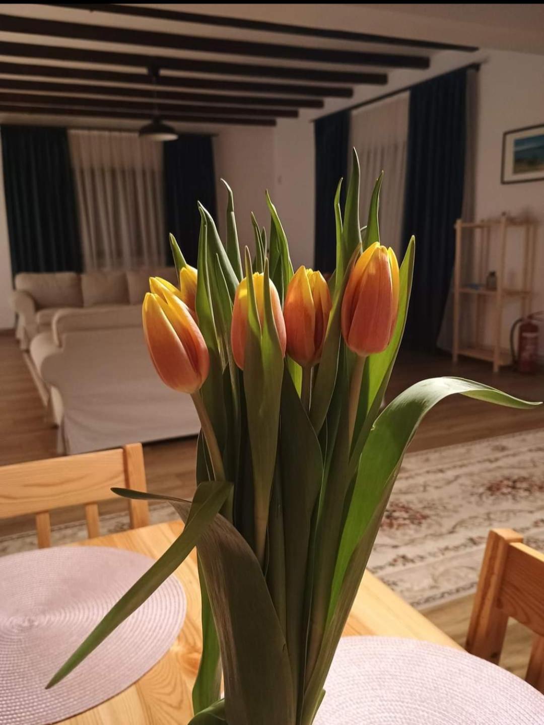 Family House Pristol Lejlighed Eksteriør billede
